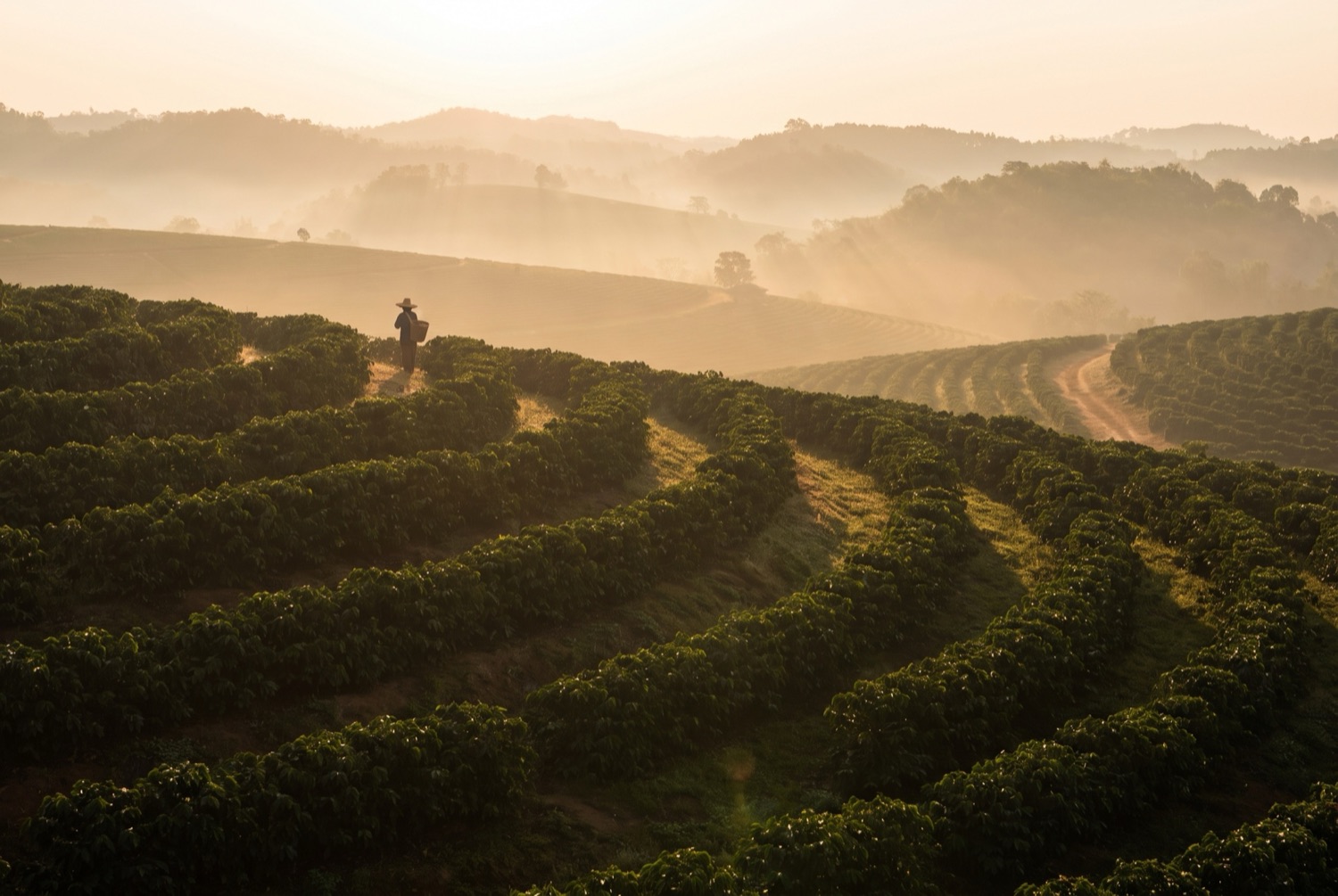 Coffee plantation at golden hour